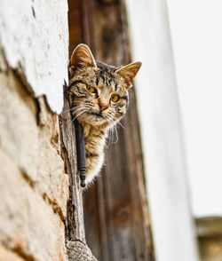 Close-up of a cat looking away