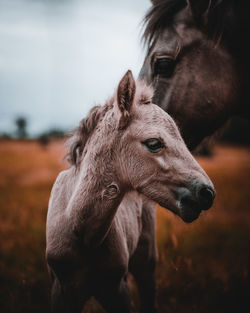 Close-up of horse on field