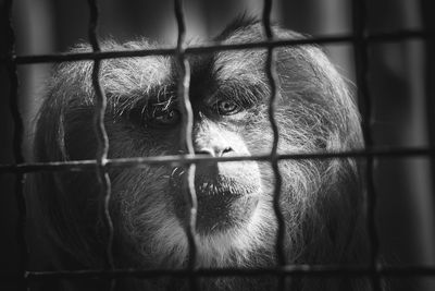 Close-up of monkey in cage