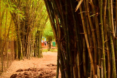 View of bamboo trees in forest