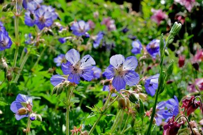 Close-up of purple flowering plants