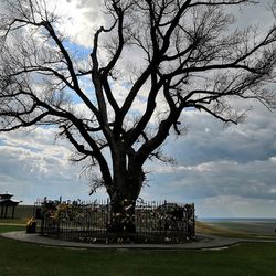 Bare tree in park against sky