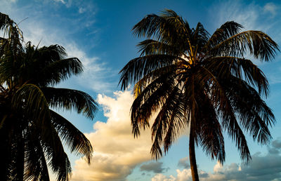 Low angle view of palm trees against sky