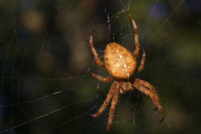 European garden spider on the web