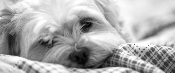 Close-up portrait of dog