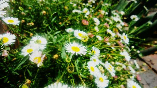 Close-up of white daisy flowers