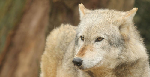 Close-up of wolf