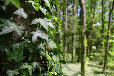 Close-up of plant growing outdoors