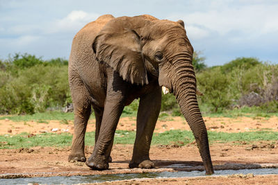 View of elephant on land against sky