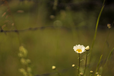 Close-up of flower blooming outdoors