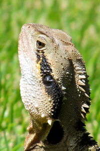 Australian water dragon physignathus lesuerii