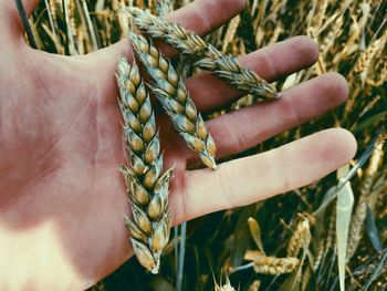 Close-up of hand holding wheat