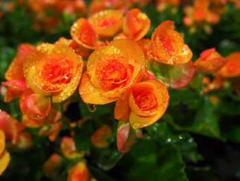 Close-up of wet orange flowers in rainy season