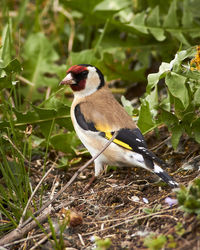 Close-up of bird perching on a field