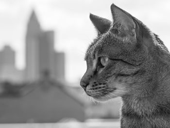 Close-up of cat looking away against sky in city