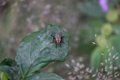 Close-up of fly on leaf