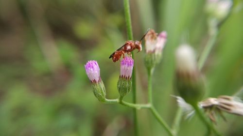 Close-up of insect on purple flower