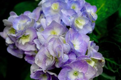 Close-up of purple hydrangea flowers