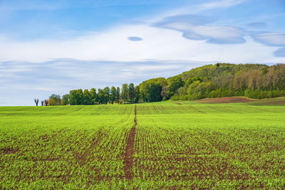 Landscape view at growing crops on a field