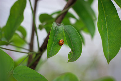 Close-up of insect on leaf