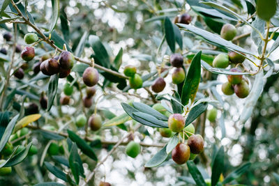 Close-up of fruits on tree