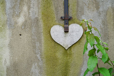Plant against heart shape metal on wall