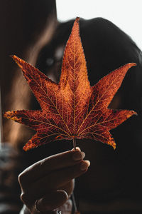 Close-up of hand holding maple leaves