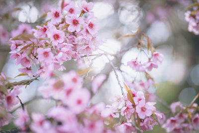 Close-up of pink cherry blossom