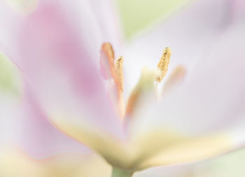 Close-up of pink flower