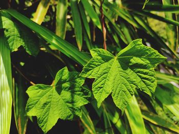 High angle view of fresh green leaves