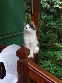 Portrait of cat sitting on wood