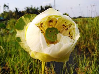 Close-up of yellow flowering plant on land