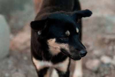 Close-up of a dog looking away