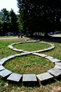 Trees in park