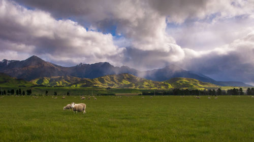 Sheep grazing in a field
