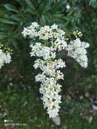 Close-up of white flowering plant