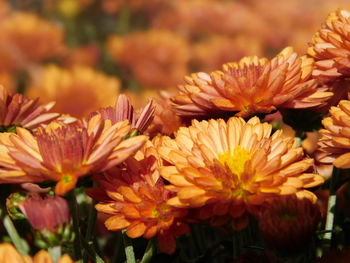 Close-up of orange flowering plants