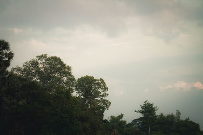 Low angle view of trees against sky