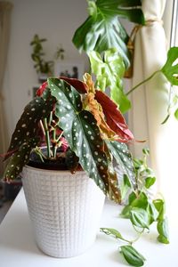 Close-up of potted plant on table