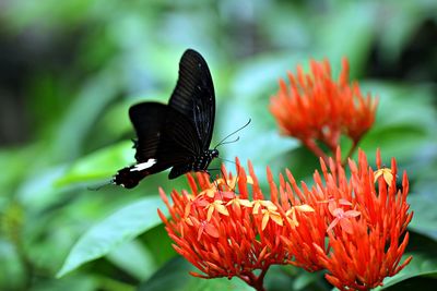 Close-up of butterfly pollinating on flower