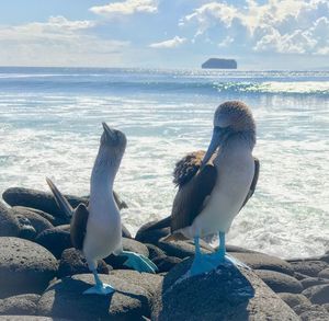 Seagulls on beach against sky