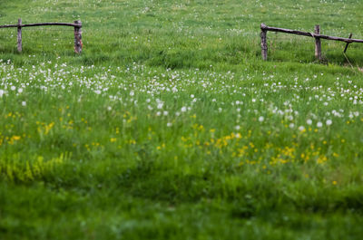 Surface level of grassy field