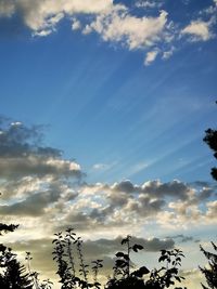 Low angle view of silhouette trees against sky