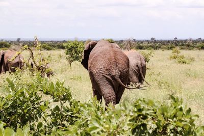 Elephants walking on field against sky