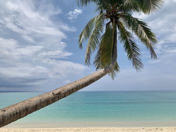 View of coconut tree at tropical beach
