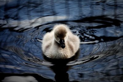 A single black swan chick showing just how fluffy it is