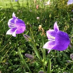 Close-up of purple flowers blooming in field