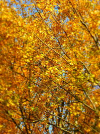 Low angle view of autumn trees