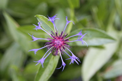 Close-up of purple flowering plant