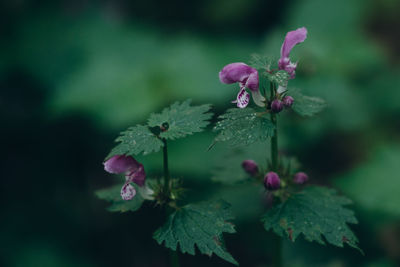 Close-up of purple flowering plant